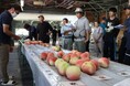 【岐阜県高山市】飛騨桃「白鳳・早生桃」の目揃え会が開催されました