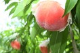 【岐阜県高山市】飛騨桃の収穫が最盛期を迎えています