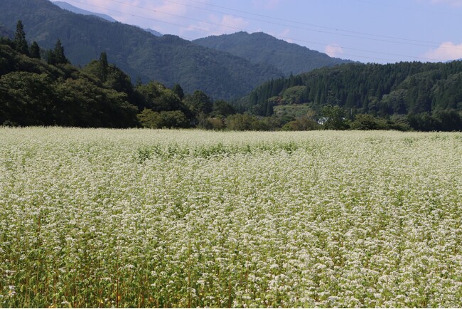 畑一面にひろがるそばの花