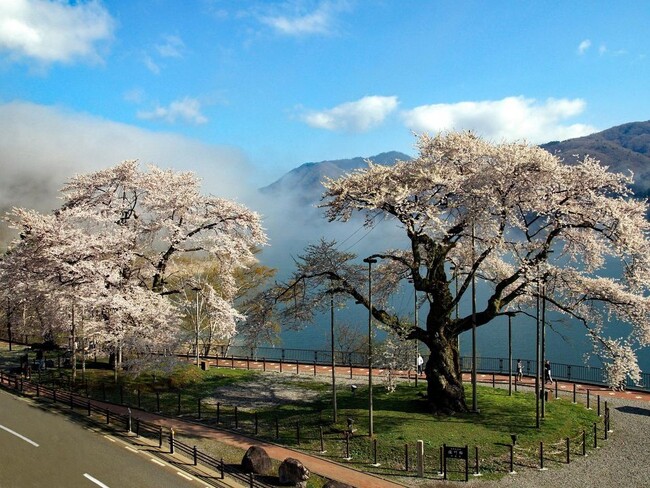 荘川桜