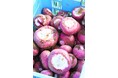 【岐阜県高山市】飛騨の伝統野菜『赤カブ』の収穫が始まりました