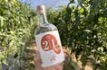 【岐阜県高山市】規格外の飛騨産トマトを使った「飛騨トマトクラフトジン」が誕生!