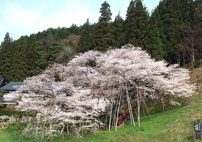 臥龍桜