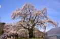 【飛騨高山・岐阜県高山市】荘川桜のライトアップが始まります