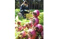 【飛騨高山・岐阜県高山市】飛騨の冬を彩る伝統野菜「赤カブ」収穫最盛期 | 12月下旬には「赤かぶ漬け」として店頭へ