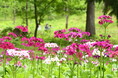【飛騨高山・岐阜県高山市】Instagramハッシュタグキャンペーン「花の森フォトコンテスト2026」初開催！約15万本のクリンソウが見ごろを迎えています