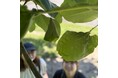 【飛騨高山・岐阜県高山市】飛騨高山の隠れた神秘「フクロホウバ」を見に行こう