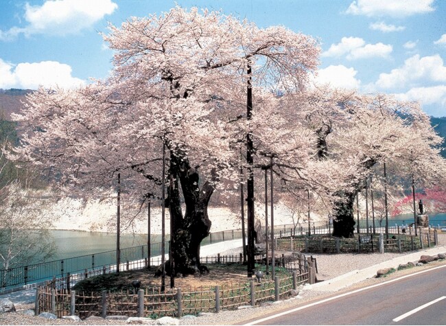 荘川桜