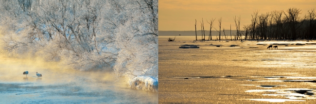 （左）「霧氷の朝」氷点下－20℃。朝霧が立ち込め、霧氷で覆われた川岸に丹頂が佇む。日本画の侘び寂びのような世界が広がっていた。（釧路湿原国立公園）／（右）「氷の道」夕日に染まる雪原の上を、親子の鹿が歩いていく。何千頭という鹿が歩いた氷の道は、親子にとって、生きていくための道標となる。（道東）