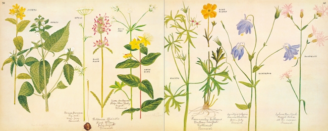かわいいイラストの野の花図鑑 待望の復刊 イギリス 野の花図鑑 発売 Jjnet