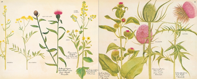 かわいいイラストの野の花図鑑、待望の復刊！『イギリス 野の花図鑑 