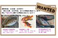 【中国四国地方】「みんなでシェアしよう」気候変動の影響かな?と思う「魚の情報」の収集にご協力ください(2025年1月末まで)
