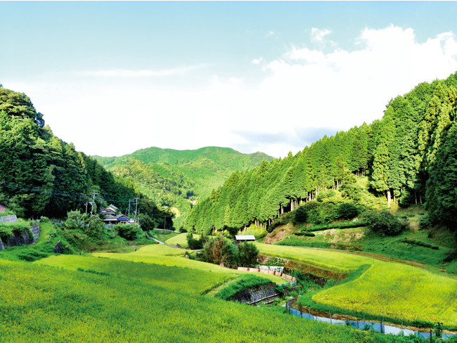 福岡県京築地域の里山風景