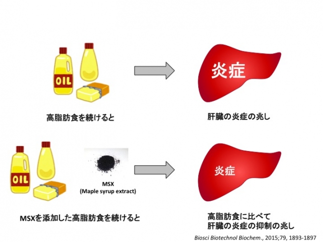 メープルシロップの有効成分ポリフェノール 少ない量のメープルシロップ を食べるだけでも 脂肪分の多い食事で起きる肝臓の炎症を緩和する可能性が明らかになりました ケベック メープルシロップ生産者協会のプレスリリース