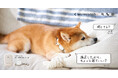 LINEを活用して愛犬・愛猫の見守りができる今までにない新しいサービスが「waneco talk +(ワネコトーク プラス)」としてリニューアル!!