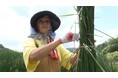 【ＢＳ日テレ】財前直見、大分の伝統植物「七島藺（しちとうい）」の収穫に挑戦！大分県の限られた地域でしか栽培されない貴重な植物の刈り取りで…10月23日（木）よる10時放送「なおみ農園」