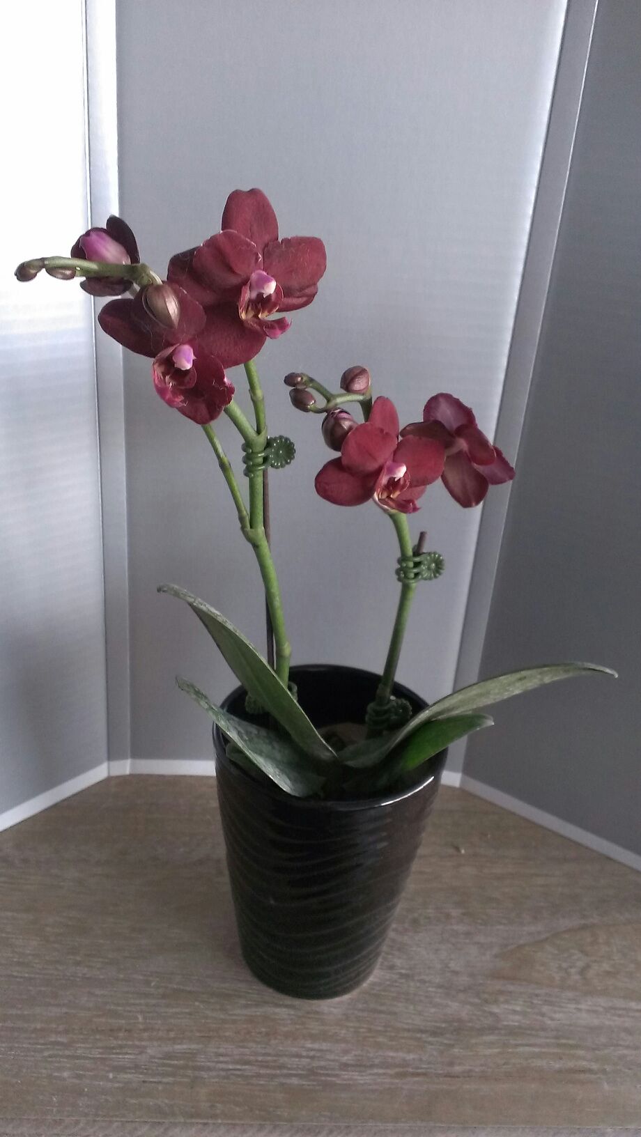 台湾物産展で買い物して静岡 台北航空券をgetしよう キャンペーン実施のお知らせ 静岡鉄道株式会社のプレスリリース