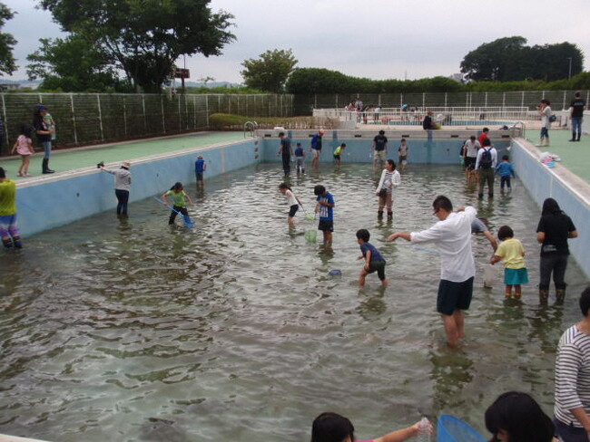 日野市民プールで水生生物救出大作戦開催