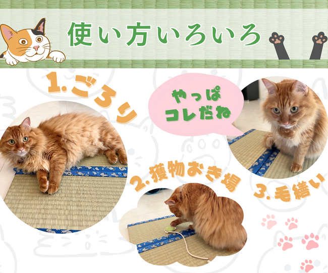 猫好き必見！熊本県産い草100%「お猫様専用ミニ畳」予約販売を開始しま