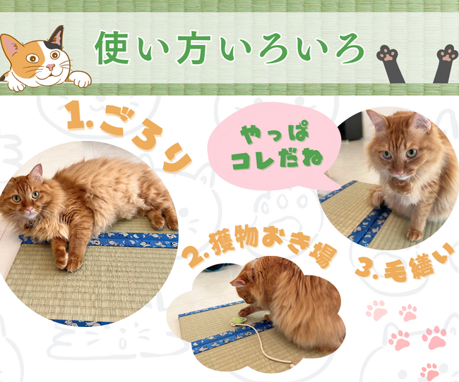 猫好き必見！熊本県産い草100%「お猫様専用ミニ畳」予約販売を