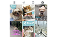 「ペットシッターマッチングプラットフォーム」Fluv、サービス開始2ヶ月で成長率10倍達成!