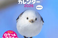 "もふっと(・⊝・)シマエナガ" 2026年度カレンダー発売! 北海道在住のカメラマン・吉永勝啓による新たな撮りおろしのシマエナガ。奇跡のベストショットで「もふもふふわふわ」を一年中堪能。