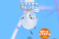 "もふっと（・ө・）シマエナガ" 2027年カレンダー発売！北海道在住のカメラマン・吉永勝啓が捉えた奇跡のベストショットで「もふもふふわふわ」に心ときめく一年を。