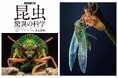【まさに昆虫の教科書!】最新の科学的知見を交え徹底的に解説する『ビジュアル図鑑 昆虫 驚異の科学』、5月20日発売決定。