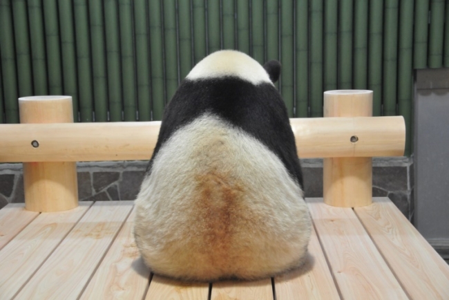 神戸の王子動物園のジャイアントパンダ タンタン の写真を募集 1000枚以上集まれば写真集を出版します 株式会社フェリシモのプレスリリース