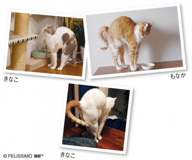 ぐぐぐぅ と上に伸びる猫の姿をかたどった 伸び猫ティーポット が フェリシモ猫部 から新登場 株式会社フェリシモのプレスリリース