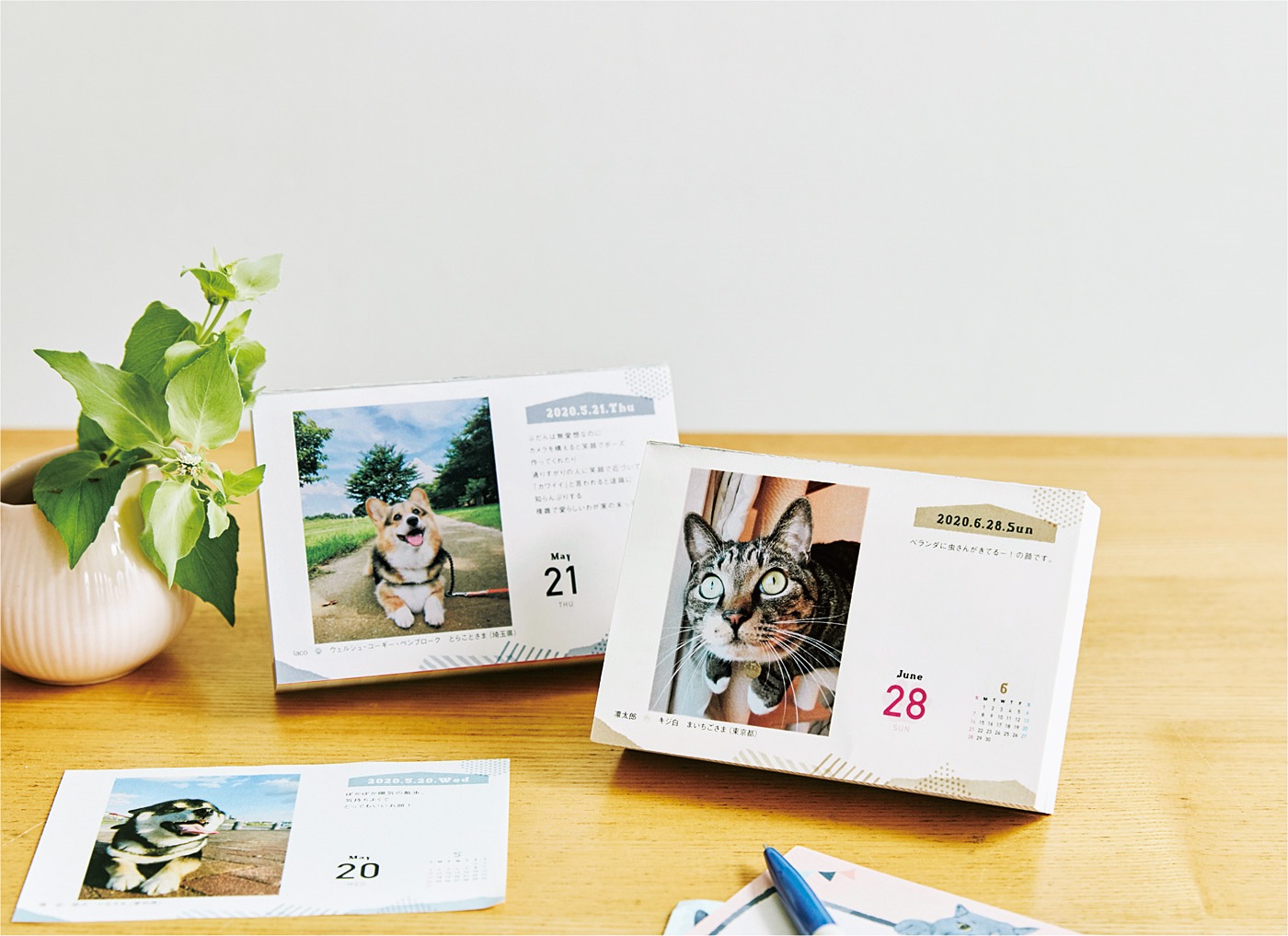 「まいにちわんこ2020」と「まいにちにゃんこ2020」がフェリシモから新登場