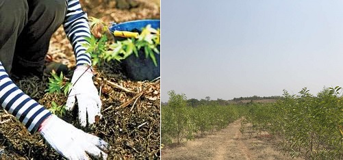 左：国内での植樹風景イメージ　右：インド西ベンガル州プルリアの植林地。小さな苗木が2年でこの大きさに。（2018年撮影）