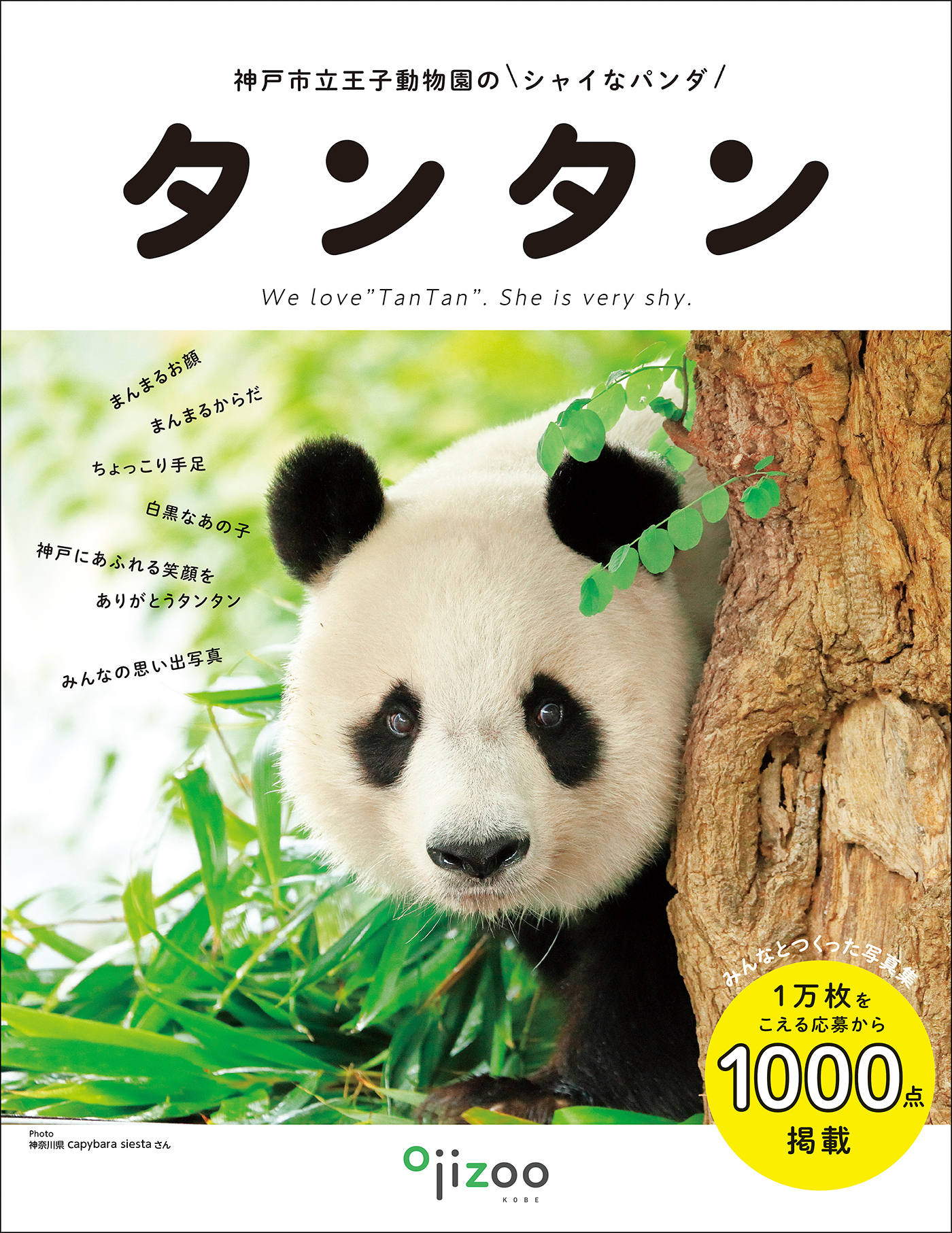 王子動物園 パンダのタンタン ポストカード④ジャイアントパンダ 