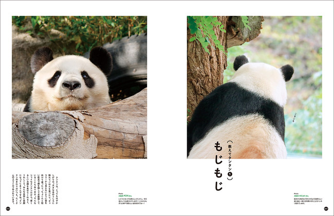1万枚をこえる応募から作った写真集 神戸市立王子動物園のシャイなパンダ タンタン 予約受付開始 株式会社フェリシモのプレスリリース