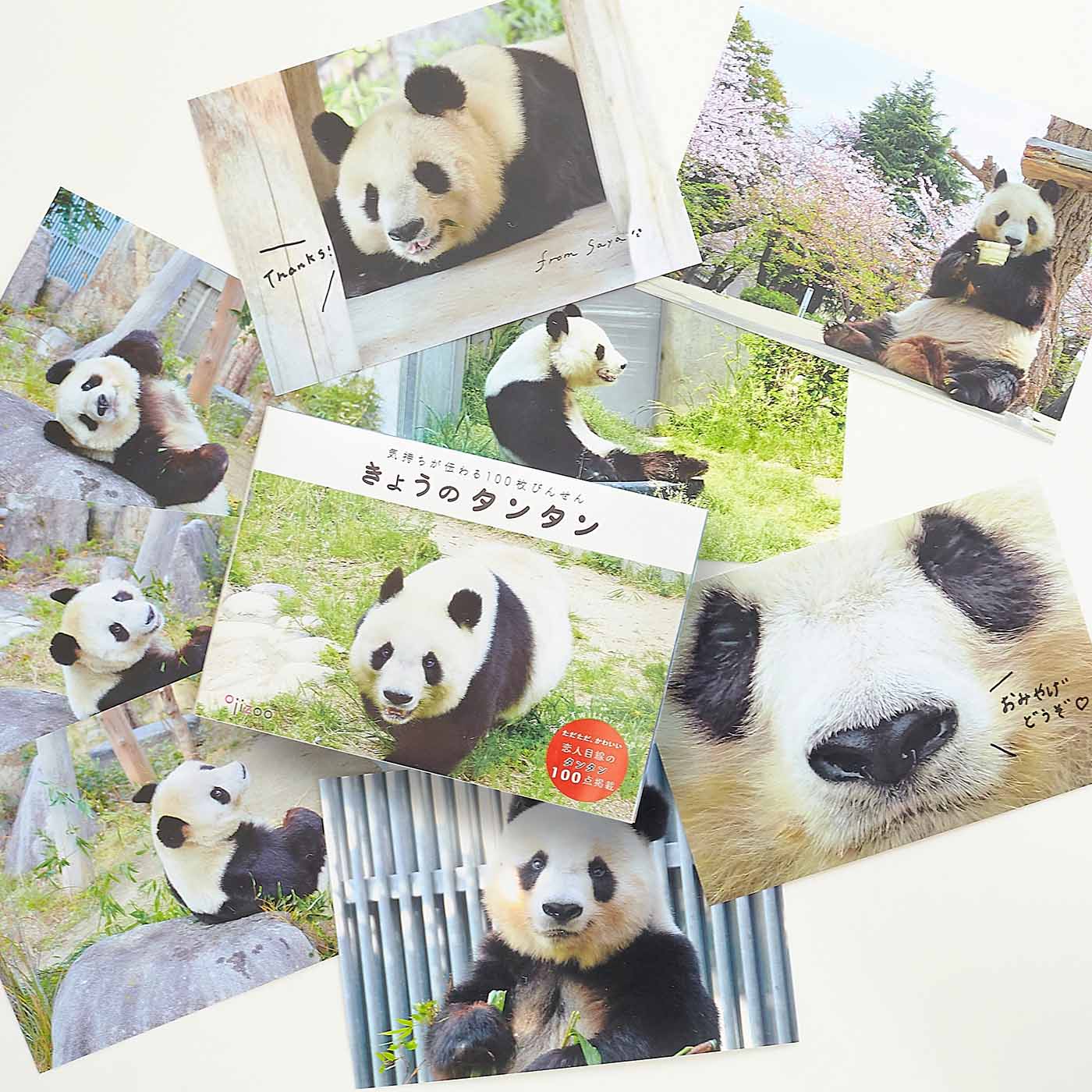 飼育員さんの愛から生まれた 神戸市立王子動物園のパンダ・タンタンの