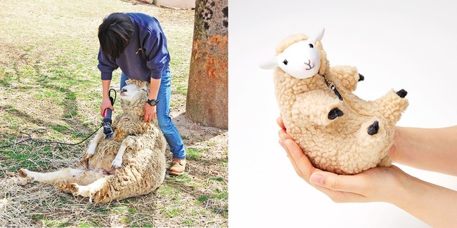 六甲山牧場 飼育員さん監修 羊の毛刈りを体験できる 羊 の毛刈りぬいぐるみ がフェリシモ You More から誕生 株式会社フェリシモのプレスリリース