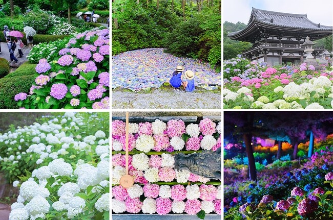 「梅雨を晴れやかな気分で楽しんでほしい」と紫陽花の名所でSNSで話題の「紫陽花の傘」を無料で借りて撮影が楽しめる「#紫陽花傘フォトコン」を、全国26施設とフェリシモが6月1日～7月31日まで共同開催