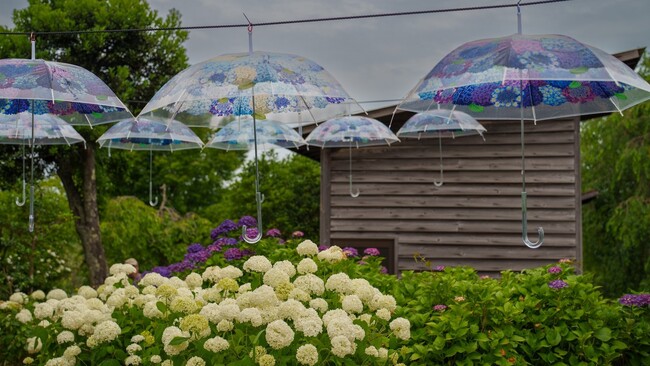 倶利迦羅不動寺提供：「紫陽花の傘」のアンブレラスカイと紫陽花の花