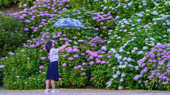 倶利迦羅不動寺提供：紫陽花の花とフェリシモ「紫陽花の傘」