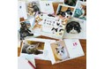 愛猫家のみなさまとつくる 猫愛たっぷりな日めくりカレンダー「まいにちにゃんこ2025」が登場!