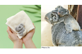 【名古屋市・東山動植物園監修】まるでオムツ？赤ちゃんコアラの“期間限定の白いおしり”を再現したハンカチ＆トートがYOU+MORE!［ユーモア］から誕生。