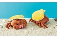 全国のカニファン必見！？ 貝殻を背負ったまんまるな“カイカムリ”ぬいぐるみが新登場【シン・マリホ水族館監修】