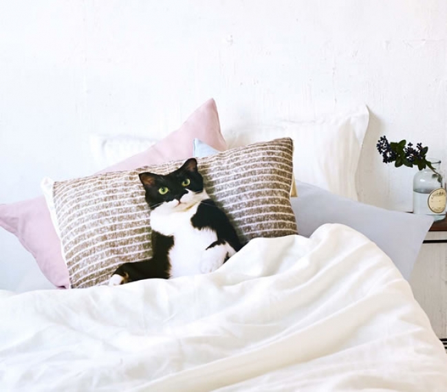 ベッドで猫がかわいく添い寝待ち 添い寝待ち猫 ギズモさんまくらカバー が フェリシモ猫部 から新登場 株式会社フェリシモのプレスリリース