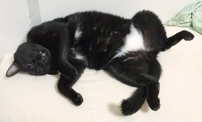 猫ツウの なりきり はこれ 白パンツ黒猫とおそろいになれる はらまきパンツ が フェリシモ猫部 から新登場 株式会社フェリシモのプレスリリース