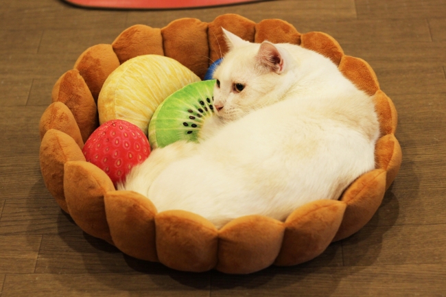 フルーツタルトの具になってスヤスヤ寝るだけでかわいい猫用クッションが フェリシモ猫部 から新登場 株式会社フェリシモのプレスリリース