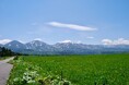 花咲き誇る富良野：ノゾホテルがガイドする初夏の北海道