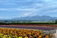 ラベンダーだけじゃない夏の富良野 ノゾホテルが提案する訪れる前に知っておきたい３つのこと