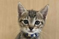 丹波篠山ＴＮＲ推進プロジェクト 〜人と猫が調和し、共生するやさしいまちづくり～