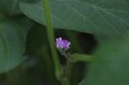 小さくてかわいい紫色の花―丹波篠山の特産品「黒大豆」の畑に、ひっそりと咲き始めました