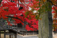 秋の丹波篠山 もみじ三山巡りで紅葉狩りをしませんか?